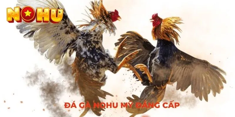 Đá gà NOHU Mỹ đẳng cấp