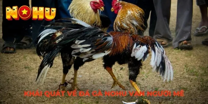 Khái quát về đá gà NOHU vạn người mê