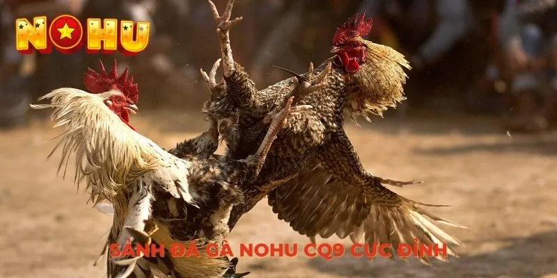 Sảnh đá gà NOHU CQ9 cực đỉnh