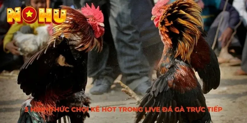3 hình thức chọi kê hot trong live đá gà trực tiếp