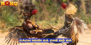 Cách Nuôi Gà Đá tại Nohu