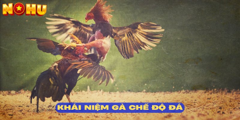 Tìm hiểu cách nuôi gà đá tại nohu