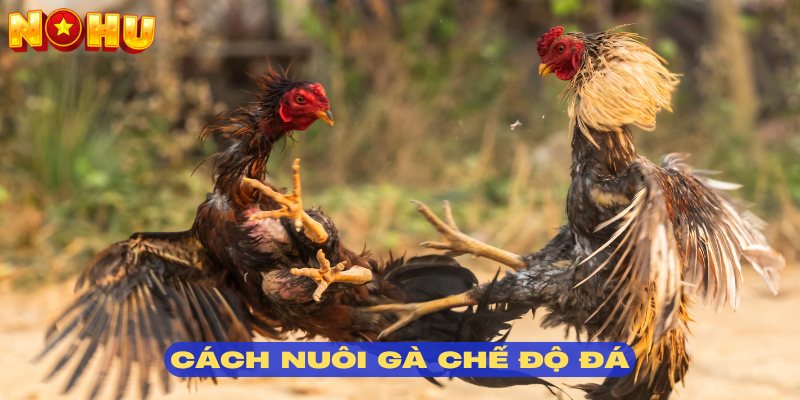 Cách Nuôi Gà Đá tại Nohu