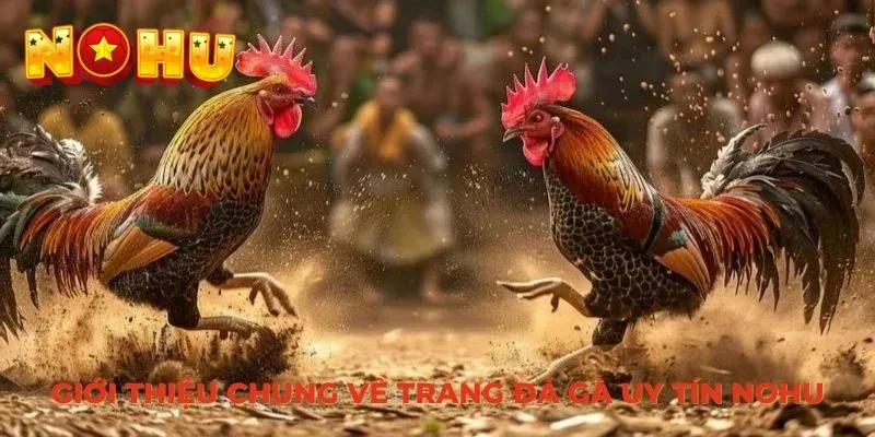 Giới thiệu chung về trang đá gà uy tín NOHU
