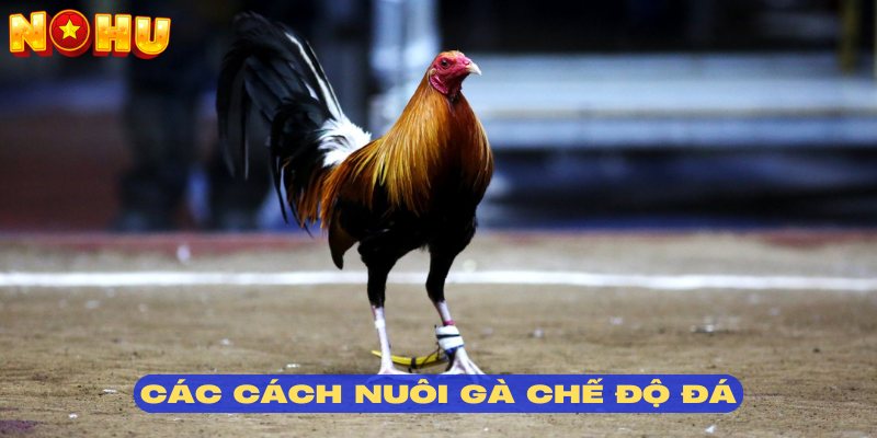 Những phương pháp trong cách nuôi gà đá chuẩn nhất