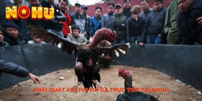 Khái quát về live đá gà trực tiếp tại NOHU