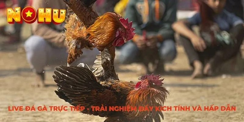 Live Đá Gà Trực Tiếp tại nền tảng Nohu