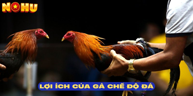 Nhiều thuận lợi hấp dẫn khi có cách nuôi gà đá đúng chuẩn