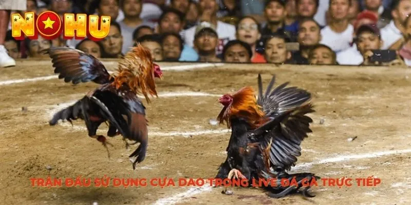 Trận đấu sử dụng cựa dao trong live đá gà trực tiếp