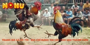 Trang đá gà uy tín NOHU