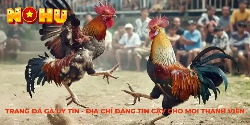 Trang đá gà uy tín NOHU